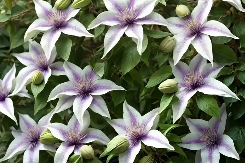 Clematis florida var. normalis pistachio) — photo 3