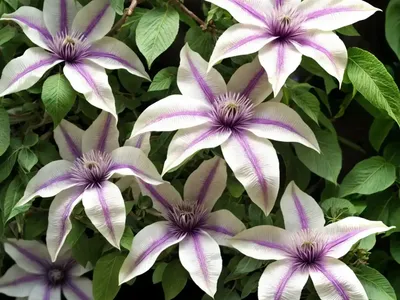 Clematis Florida Var. Normalis Pistachio)
