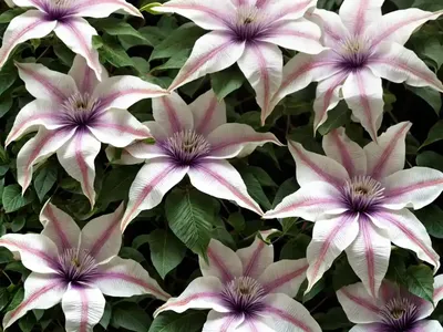 Clematis ‘Frankie’ (Atragene Group)