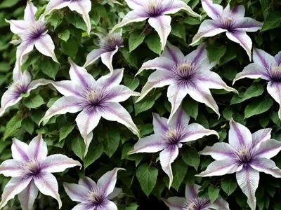 Clematis Franziska Maria (Early Large-Flowered Clematis)