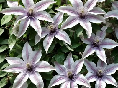 Clematis Integrifolia ‘Juuli’ (Integrifolia Group)