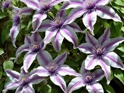 Clematis Lanuginosa (Clematis Lanuginosa)