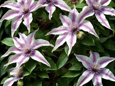 Clematis X Triternata ‘Rubromarginata’)