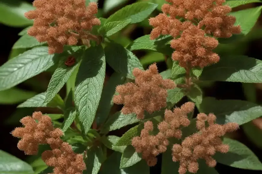Clethra acuminata (cinnamon clethra) — photo 2