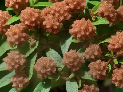Clethra Acuminata (Cinnamon Clethra)