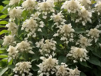 Clethra Alnifolia ‘Caleb’ VANILLA SPICE’ (Summersweet)