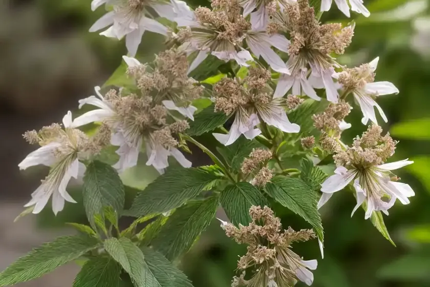 Clethra alnifolia ‘hummingbird’ (summersweet) — photo 2