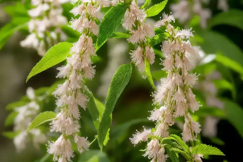 Clethra alnifolia ‘hummingbird’ (summersweet) — photo 3