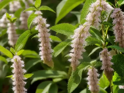 Clethra Alnifolia ‘Hummingbird’ (Summersweet)