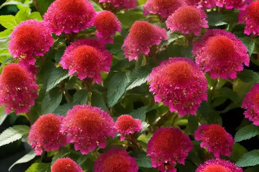 Clethra alnifolia ‘ruby spice’ (summersweet) — photo 2