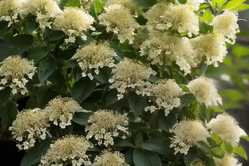 Clethra Alnifolia (Summersweet) — photo 2
