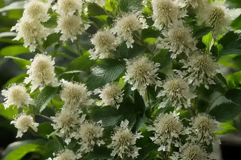 Clethra Alnifolia (Summersweet) — photo 3