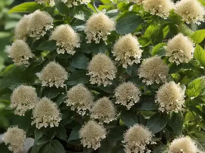 Clethra Alnifolia (Summersweet)