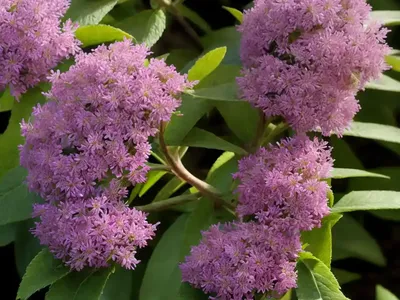 Clethra (Clethra Pringlei)
