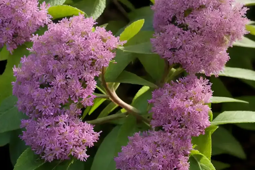 Clethra (clethra pringlei)