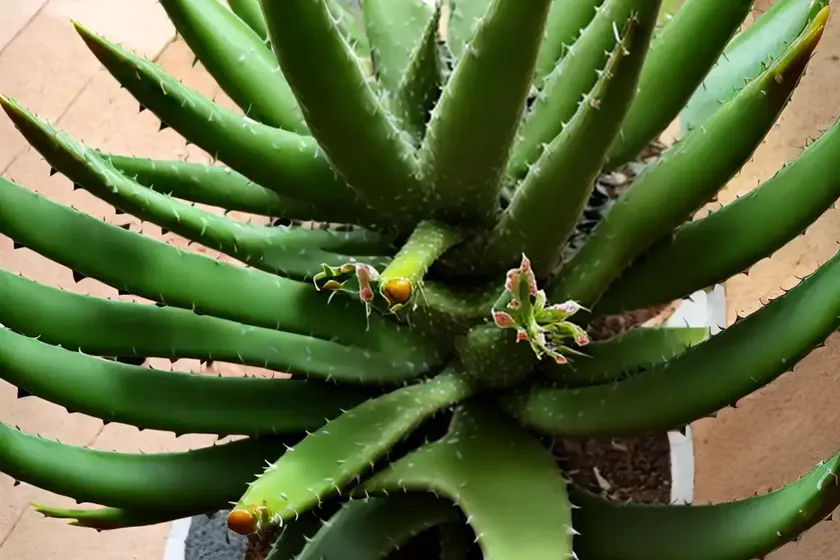 Climbing aloe (aloe ciliaris) — photo 3