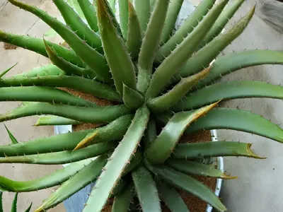 Climbing Aloe (Aloe Ciliaris)