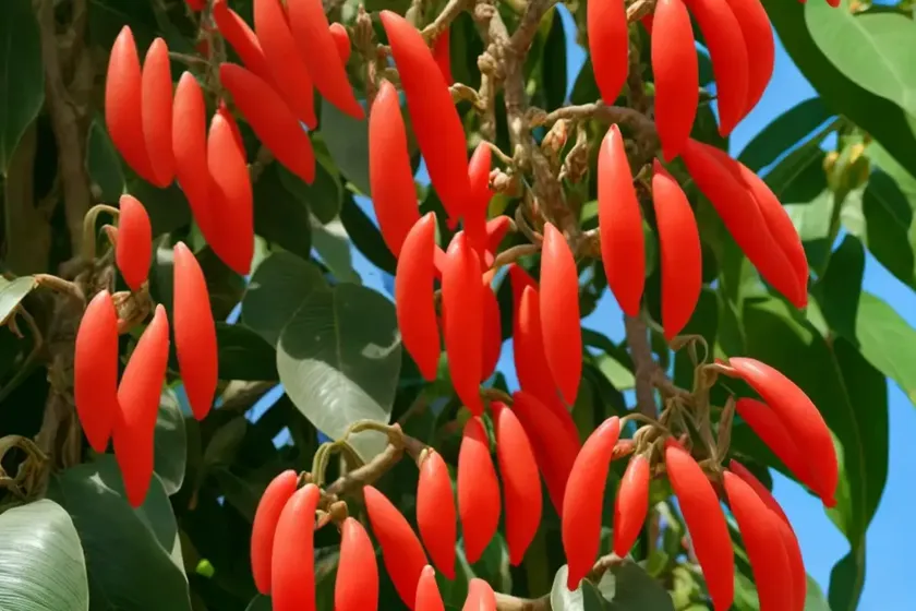 Climbing beans (phaseolus coccineus) — photo 3