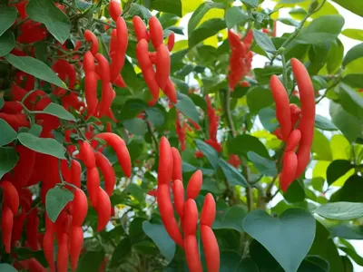 Climbing Beans (Phaseolus Coccineus)