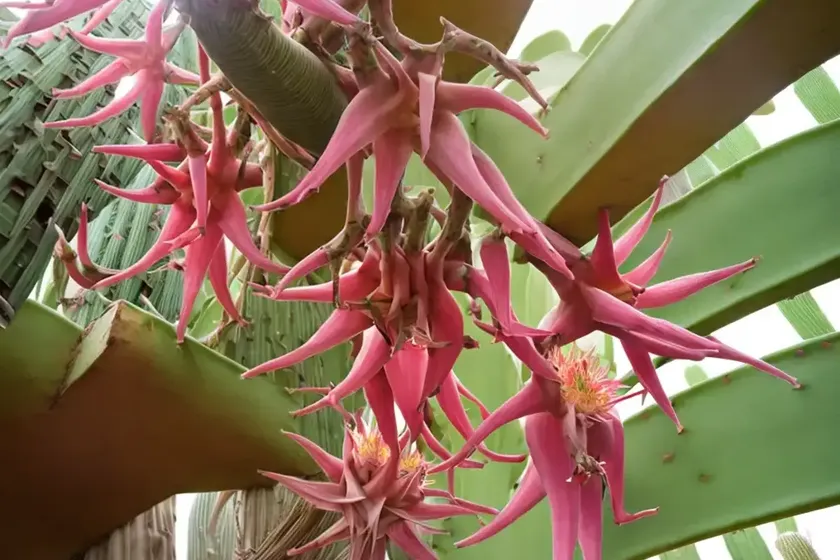 Climbing cacti (epiphyllum) — photo 3