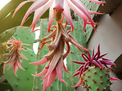 Climbing Cacti (Epiphyllum)