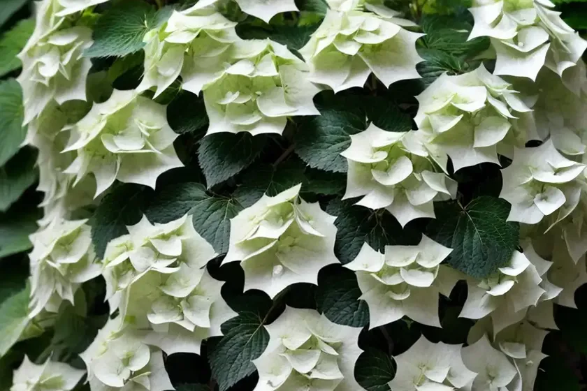 Climbing-hydrangea (hydrangea anomala ssp. petiolaris) — photo 2