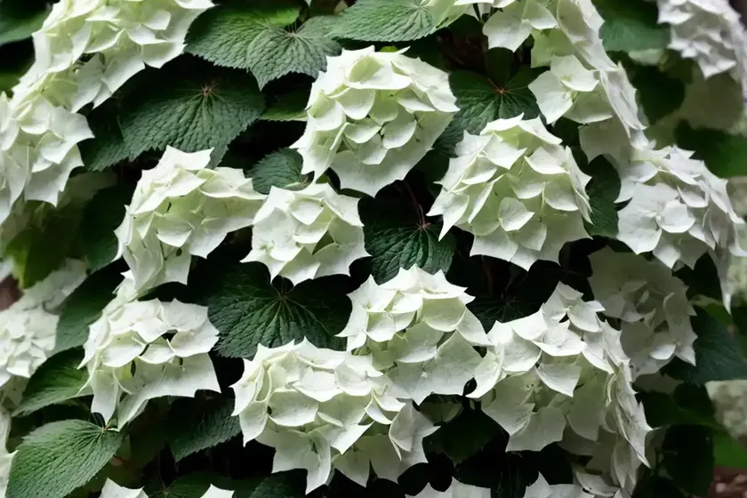 Climbing-hydrangea (hydrangea anomala ssp. petiolaris) — photo 3