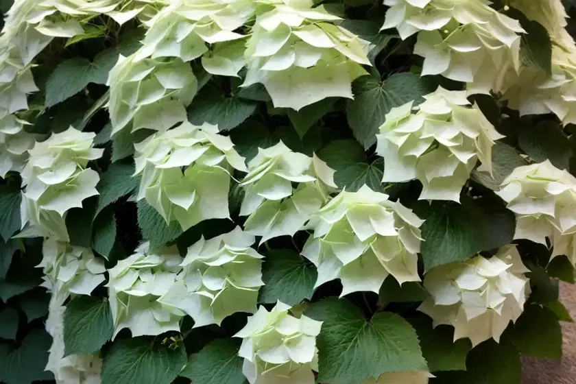 Climbing hydrangea (hydrangea anomala subsp. petiolaris) — photo 2