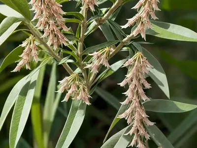 Climbing Milkweed (Matelea Decipiens)