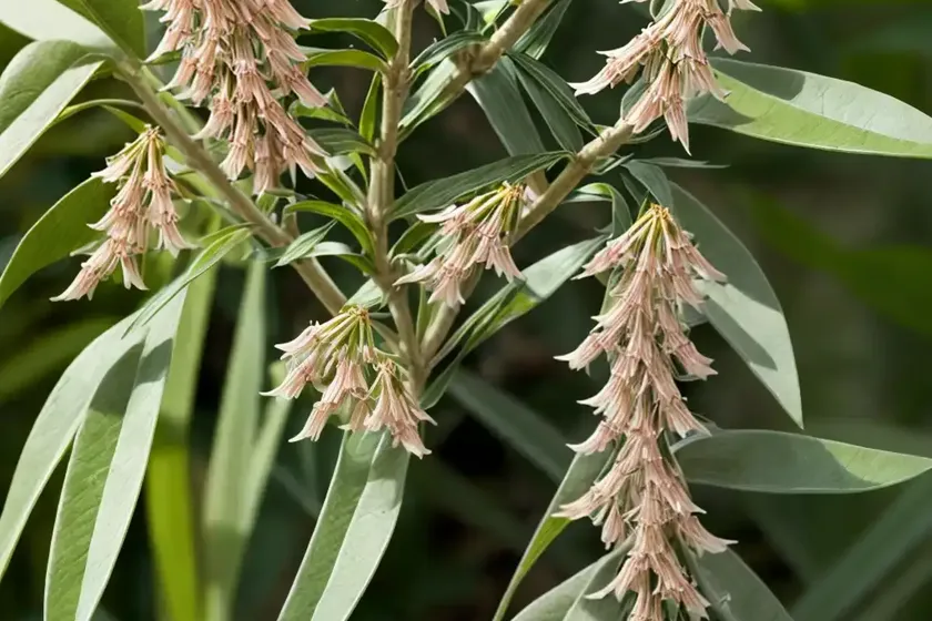 Climbing milkweed (matelea decipiens)