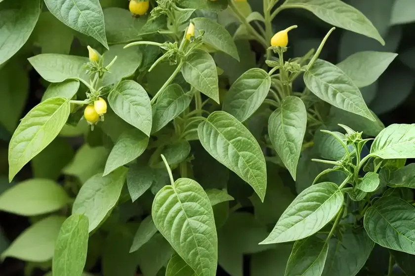 Climbing nightshade (solanum dulcamara) — photo 2
