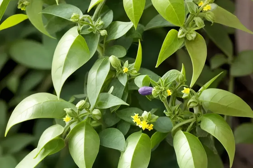 Climbing nightshade (solanum dulcamara) — photo 3