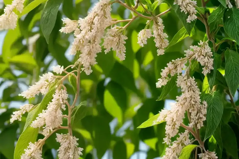 Climbing plant (fumaria agraria) — photo 2