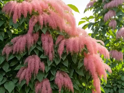 Climbing Plant (Fumaria Agraria)