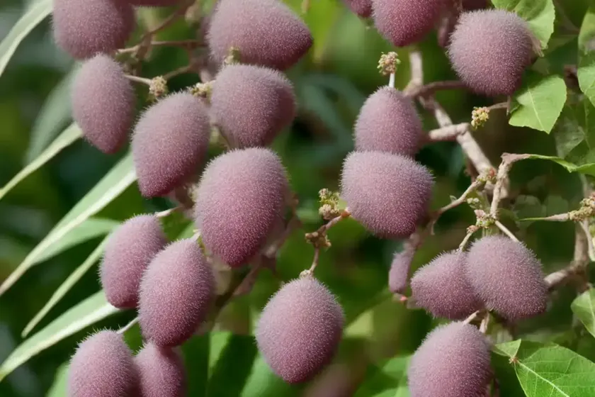 Climbing raisin (grewia caffra) — photo 3
