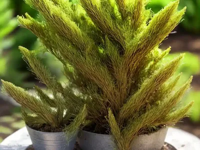 Club Moss (Lycopodiopsida)