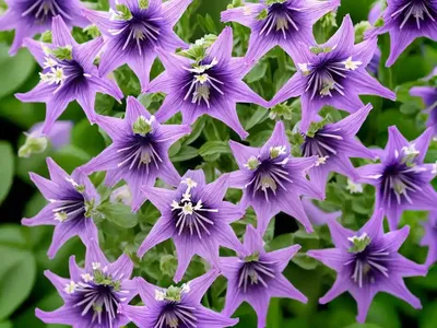 Clustered Bellflower (Campanula Glomerata)