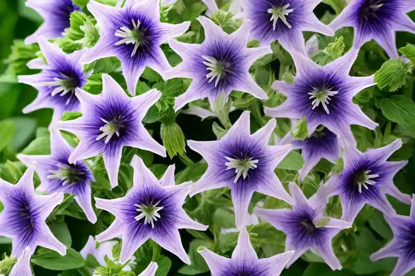 Clustered bellflower (campanula glomerata ‘superba’) — photo 2