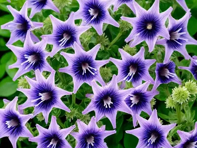 Clustered Bellflower (Campanula Glomerata ‘Superba’)