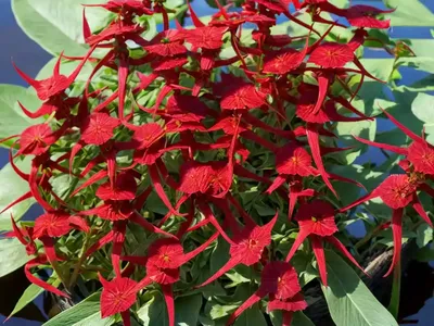 Clustered Dock (Rumex Conglomeratus)