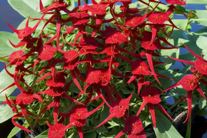 Clustered dock (rumex conglomeratus)