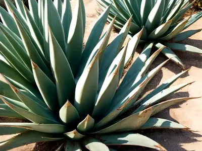 Coastal Agave (Agave Shawii)