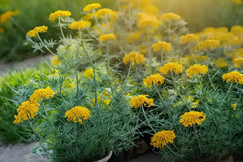 Coastal ragwort (senecio leucanthemifolius) — photo 2
