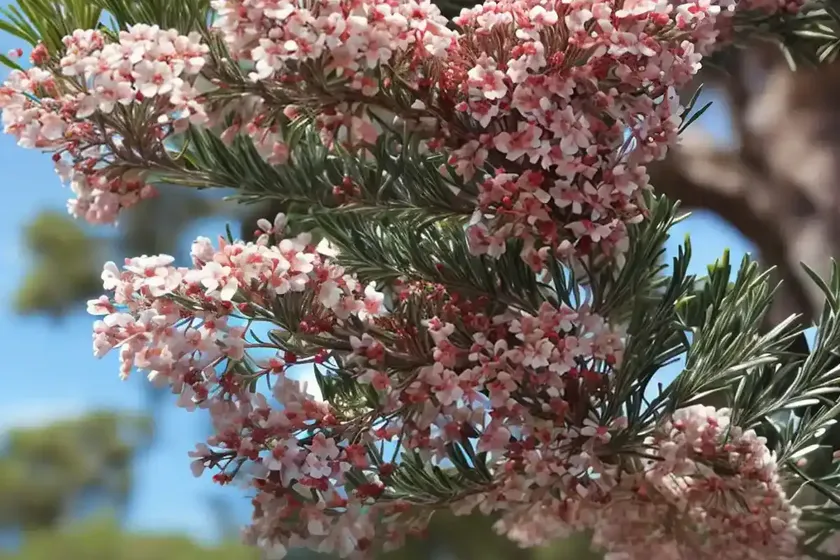 Coastal tea tree (leptospermum laevigatum) — photo 2