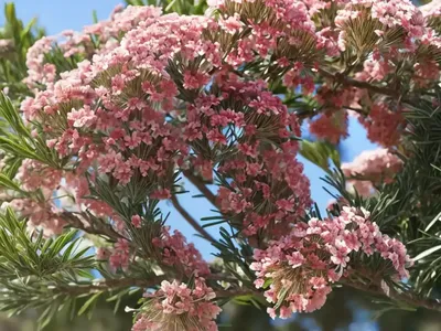 Coastal Tea Tree (Leptospermum Laevigatum)