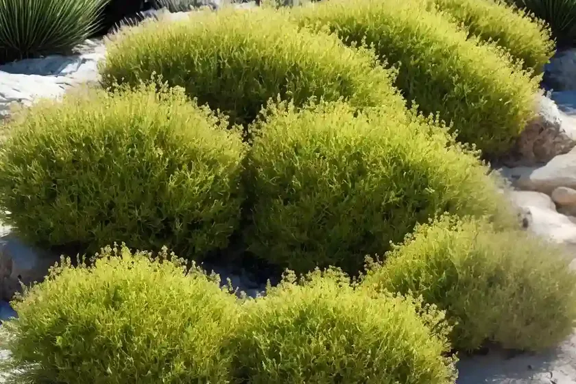 Coastal Woolly Bush (Adenanthos Sericeus) — photo 2