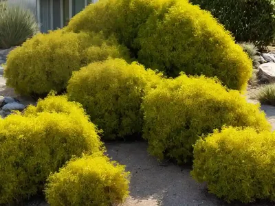 Coastal Woolly Bush (Adenanthos Sericeus)