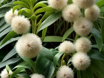 Cocculus (Cocculus Orbiculatus)