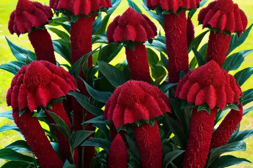Cockscomb (celosia twisted red) — photo 2