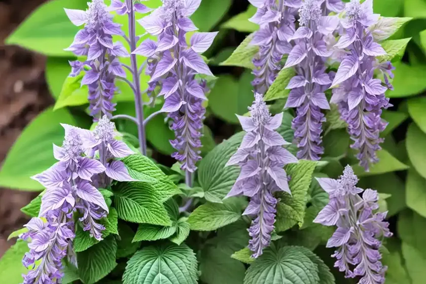 Cockspur-flower (Plectranthus Parviflorus) — photo 2